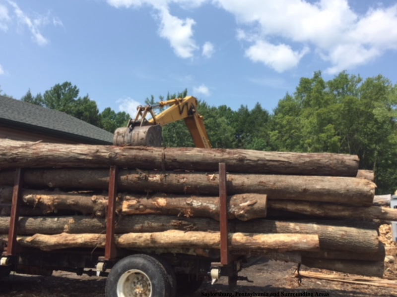 logged and split firewood